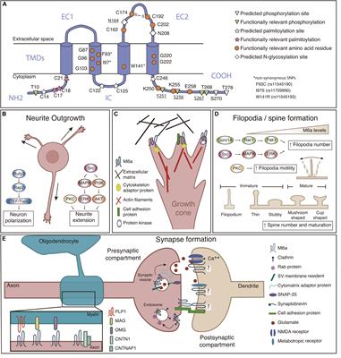 Neuronal Glycoprotein M6a: An Emerging Molecule in Chemical Synapse Formation and Dysfunction